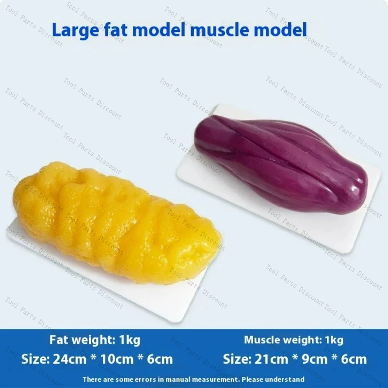 Répliques de muscles humains p - Nutrition Fitness Center avis et prix